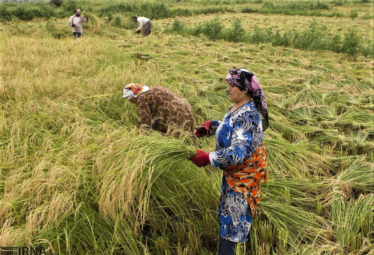 حلاوت به ثمر رسیدن خوشه‌های برنج گیلان با مدیریت صحیح آب کشاورزی